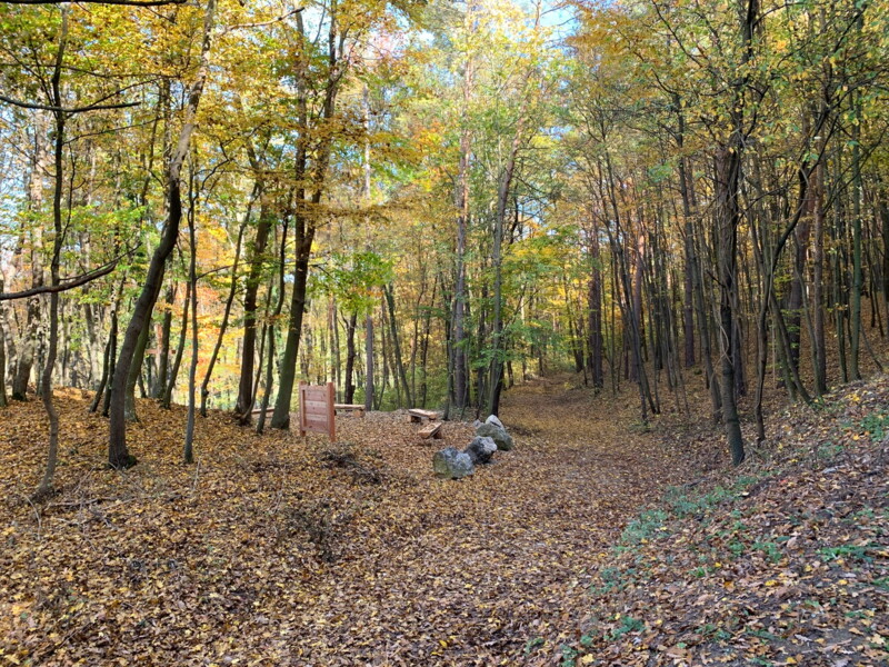 Naturbestattung Baumbestattung Klosterwald