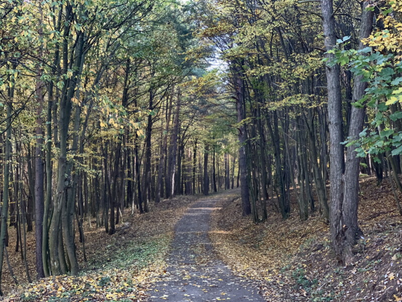 Naturbestattung Baumbestattung Klosterwald