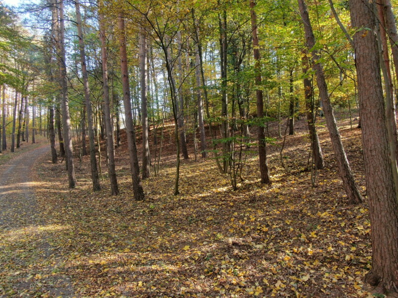 Baumbestattung Klosterwald