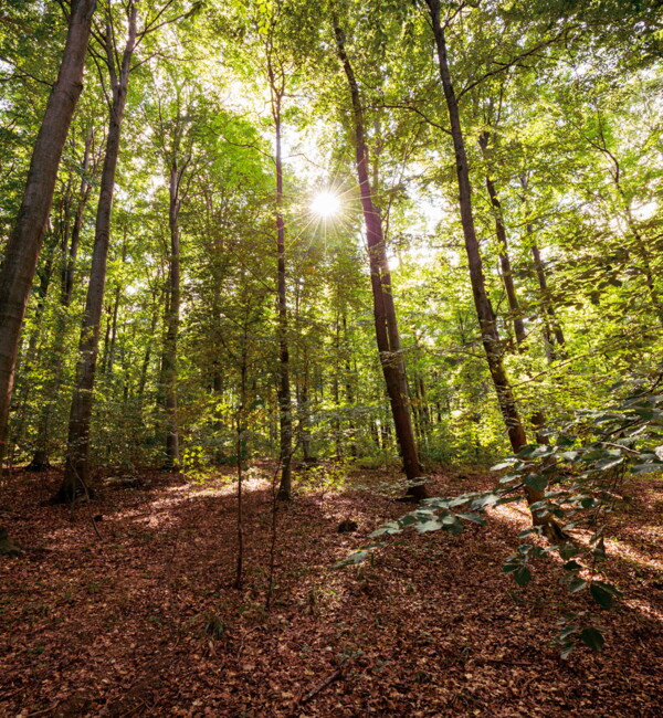 Wald der Ewigkeit