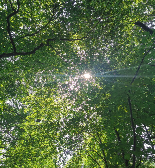 Wald der Ewigkeit